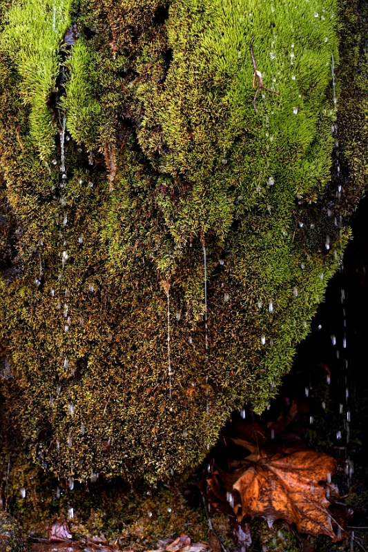 Moss 5 